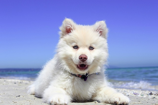 štěně na pláži